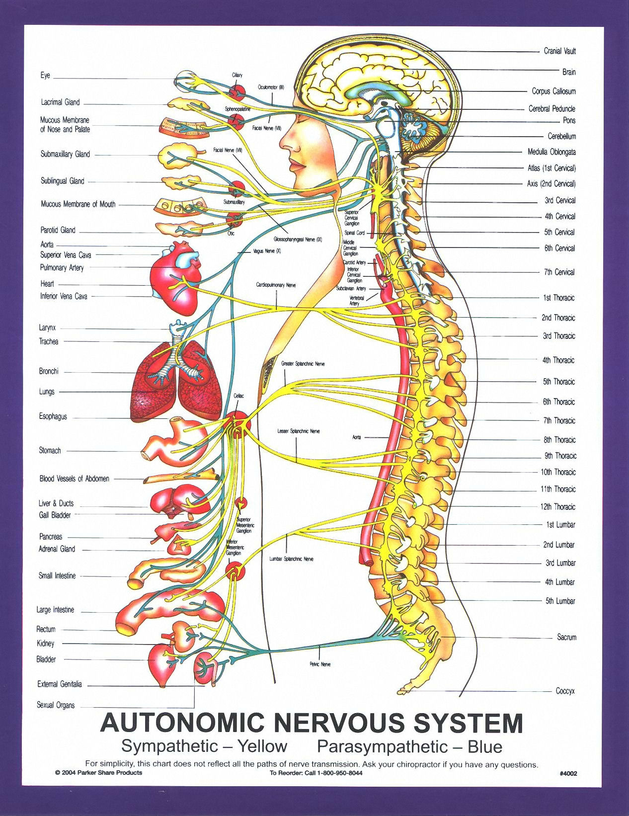 chart_autonomic_nervous_system_large - John G. Murray Jr. Chiropractic